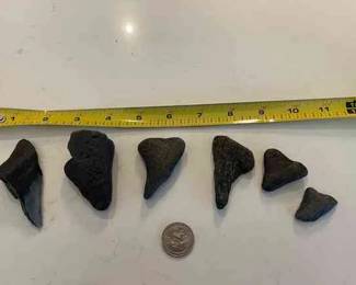 Lot 122-MM: JAWS Lot #1

Includes: 
•	Six apparently-petrified, well-worn rock-like items that appear to be large shark’s teeth*

Dimensions: The longest “tooth” is 3 ¼” long by 1 1/8” wide.


Condition: Fair “found” condition. Some lots may include a few titles in well-worn or poor condition, as well as assortments of pamphlets or tracts. Many titles have the owner’s name hand-written on the inside cover or flyleaf. Each book lot title represents our subjective attempt to convey the predominant subject matter or theme within a particular book lot.  

*Please note that we are not geologists, paleontologists or ichthyologists; we offer these items for your consideration based on our decidedly non-scientific observations and perspective!
