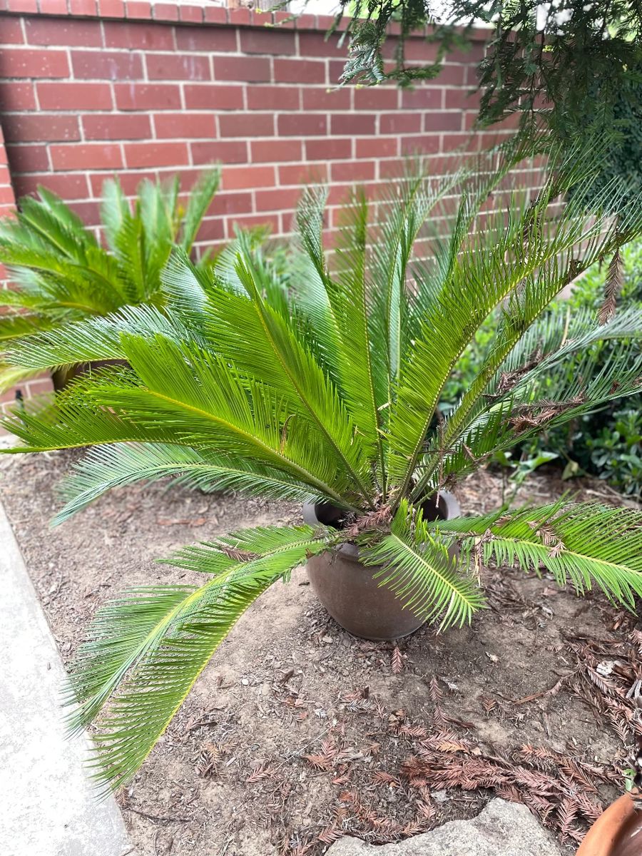 Estate Tag Contents/Furniture/Plants... starts on 4/26/2024