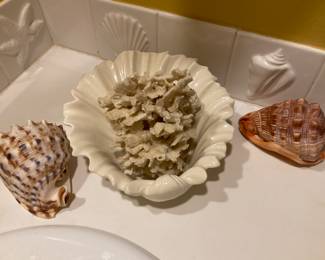 Variety of seashells