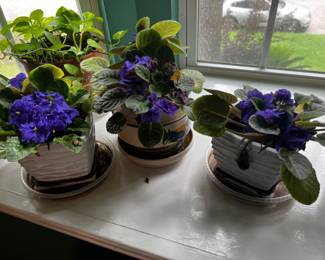 Beautiful African Violets