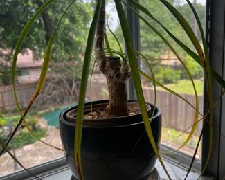 Lots of Indoor/outdoor plants