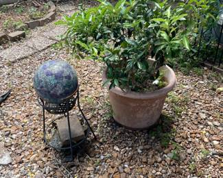 Gazing Ball and kumquat tree