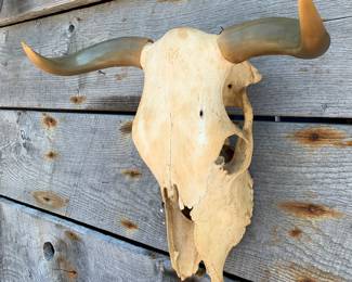 Large Steer skull with polished Horns