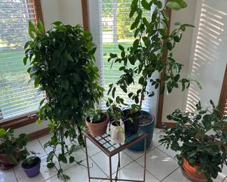 House plants 