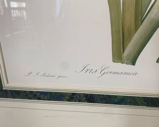 Framed "Iris Germanica by Artist Pierre-Joseph Redoute' (French 1759-1840) 