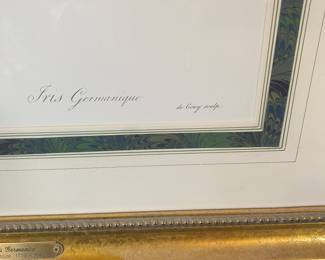 Framed "Iris Germanica by Artist Pierre-Joseph Redoute' (French 1759-1840) 