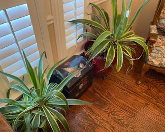 Mature mother in laws tongue plants 