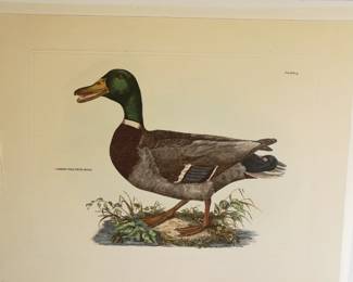 Common Wild Duck Male Plate L