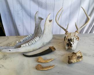 Skulls, Bones, Jaws, & Horns