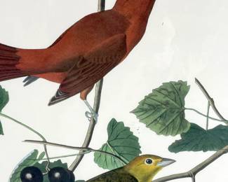 (2) J. Audubon Bird Lithos Cedar, Summer Red Bird