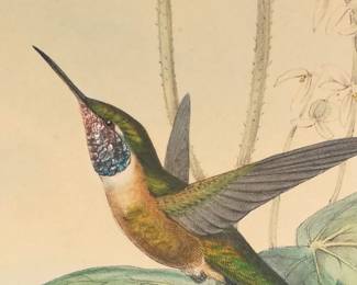 John Gould Original Lithograph Hummingbirds