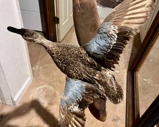 Taxidermy Blue Wing Teal Duck