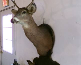 Deer Mount w/ Gun Rack 