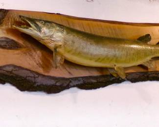 Wall-Mounted Muskie Fish (Large) 
