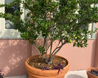 Available following weekend 