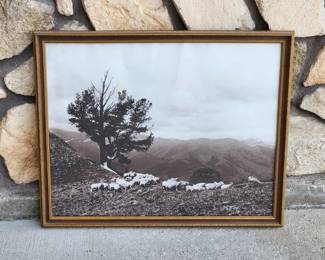 Signed Charles Belden photograph of sheep on a hillside