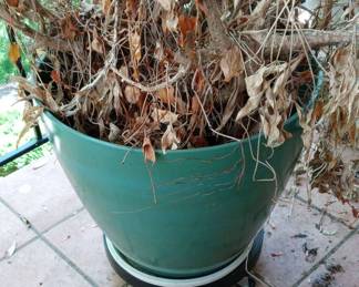 Large Planter With Roller Stand