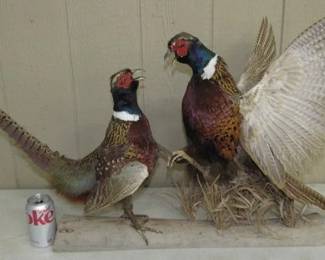 Pheasants of Wood Taxidermy 