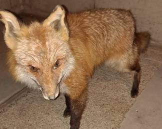 Taxidermy Fox -- Very Soft!
