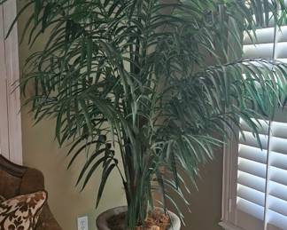 ficus tree