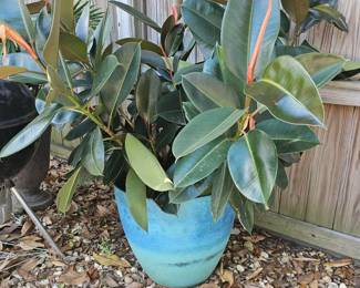 beautiful rubber tree in large planter