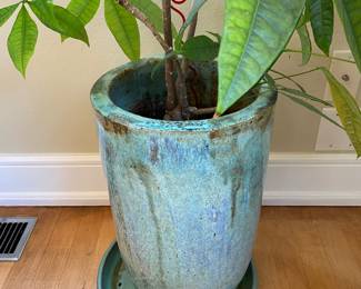 Large Money Tree with Turquoise Glazed Ceramic Planter