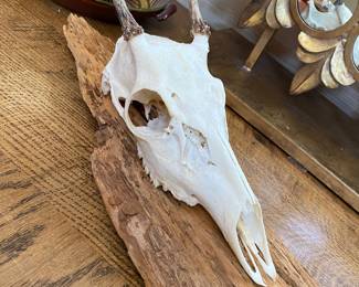 Fallow Deer Pricket Buck Skull