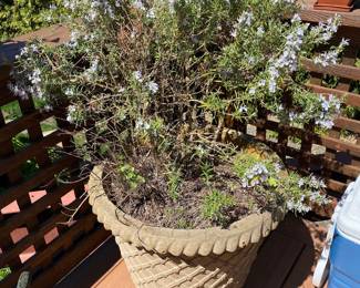 Rosemary Bush with Basket Weave Planter