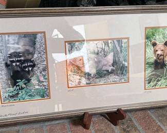 Framed animal photography