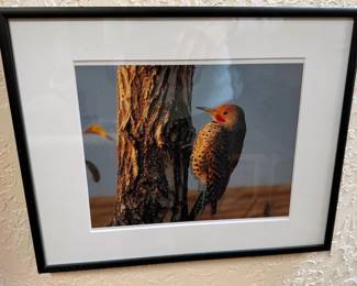 Framed animal photography