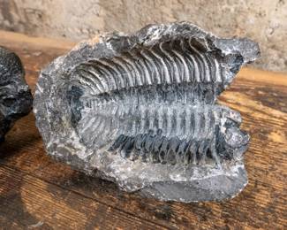 A large Trilobite fossil. Trilobites existed between the Early Cambrian period about 521 million years ago, and disappeared during the mass extinction at the end of the Paleozoic era, 252 million years ago.
