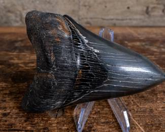 A pair of fossil Megalodon teeth. The largest shark to have ever lived, these massive sharks roamed the oceans 3.6 million to 23 million years ago. The largest tooth is 4.5 inches and the smaller is 3.5 inches. Exact dimensions of the largest specimen is included.
