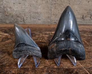 A pair of fossil Megalodon teeth. The largest shark to have ever lived, these massive sharks roamed the oceans 3.6 million to 23 million years ago. The largest tooth is 4.5 inches and the smaller is 3.5 inches. Exact dimensions of the largest specimen is included.
