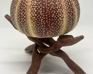 Sea Urchin Specimen on Folding Wooden Stand