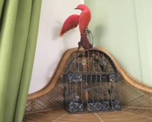 bird cage
