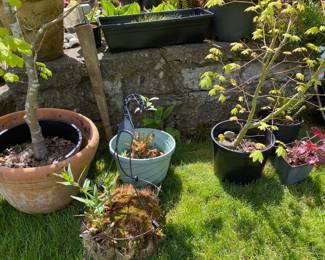 Assortment of Planters & Potted Plants