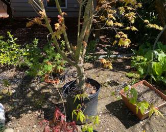 Assortment of Maple Tree, Mature Maple Tree
