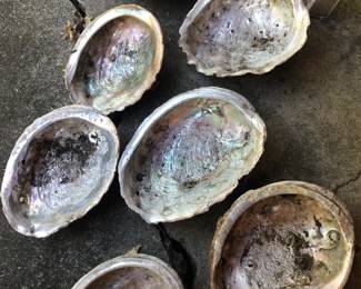 abalone shells