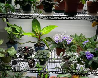 A beautiful plant for everyone! Shelf & variety of grow lights for sale too.