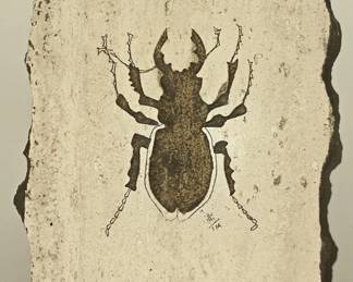 Decorative Fossilized Impression of Beetle
