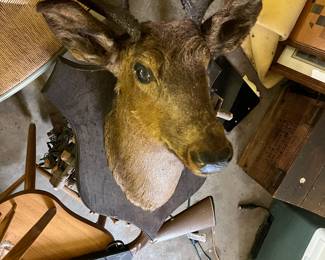 early 1900s mule deer mount