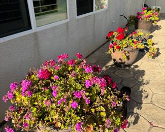 $20 each, rather large, healthy & happy potted plants