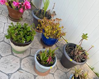 healthy & happy plants inside pots ($20 each)