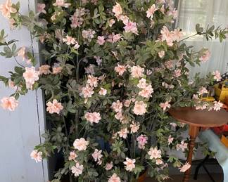 Assorted Decorative Plants