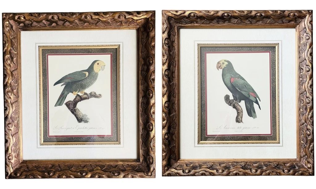 Framed Parrot Art Prints