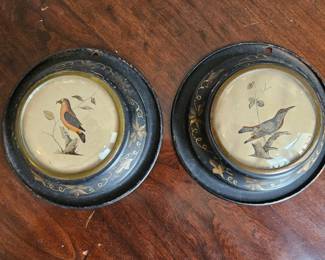 Antique Biological Prints of Birds in Black Tole Frames, a Pair
