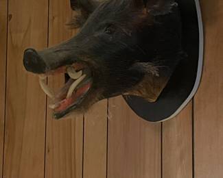 Vintage pig wild boar mount 