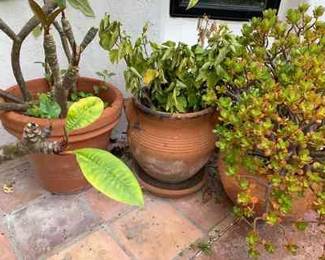 MW258Plumeria, Succulent, Hibiscus