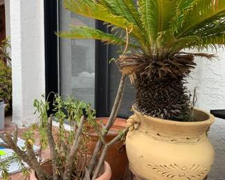 MW254Sago Palm  Plumeria
