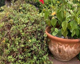 MW257Hibiscus And Ivy